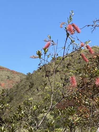 Grevillea gillivrayi (Grevillea gillivrayi)