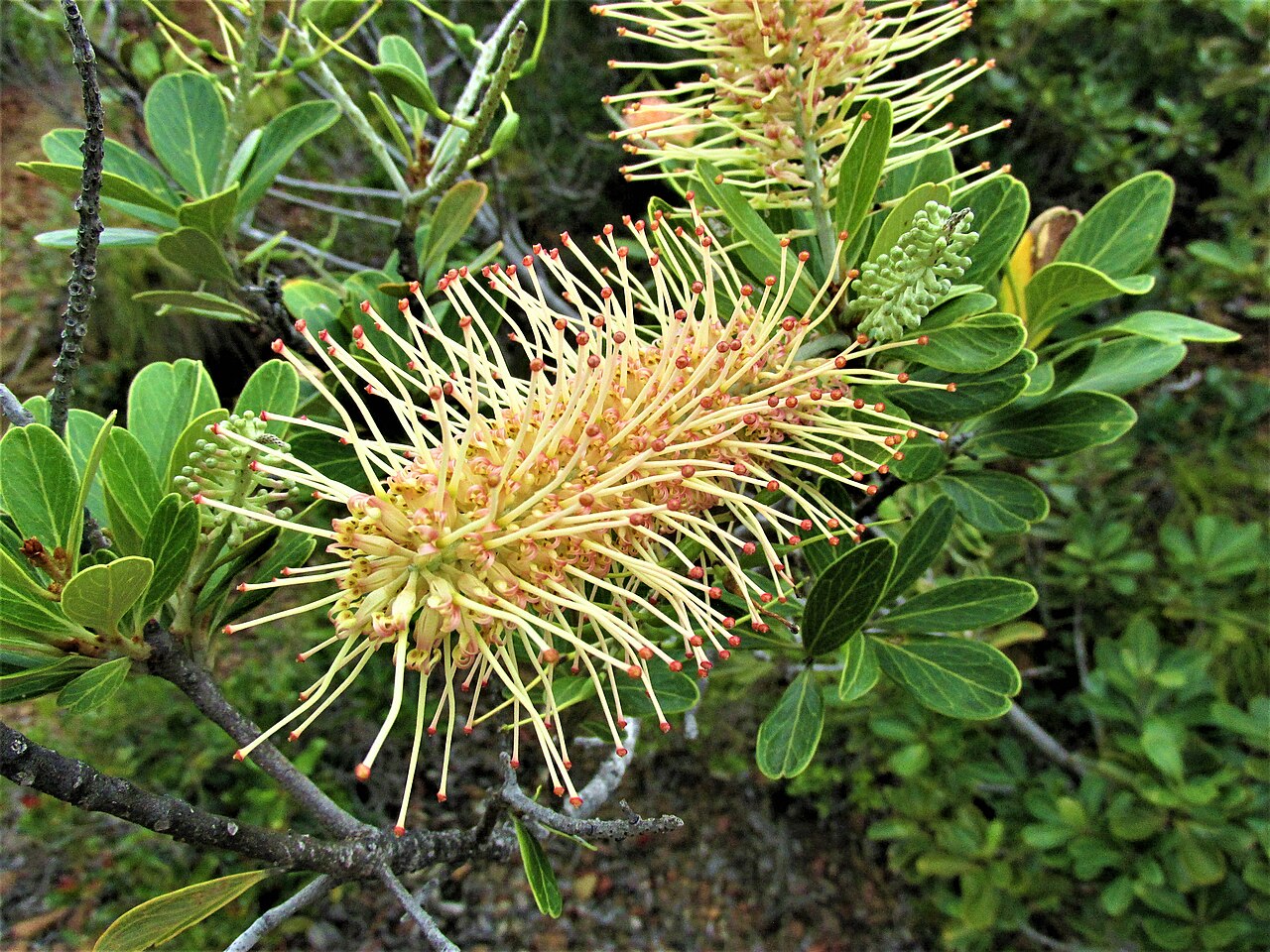 Grevillea gillivrayi: Grevillea gillivrayi (inflorescence dépliée), Île des Pins, Province Sud, Nouvelle-Calédonie