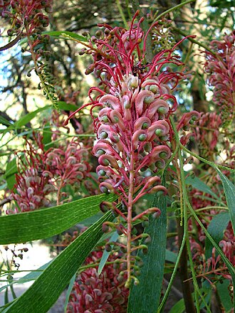 Grevillea heliosperma: Grevillea from northern regions of Western Australia /Northern Territory and the western Gulf of Carpentaria. Grevillea neliosperma (Red grevillea, Rock grevill