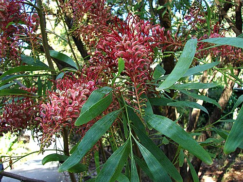 Grevillea heliosperma: Grevillea from northern regions of Western Australia /Northern Territory and the western Gulf of Carpentaria. Grevillea heliosperma (Red grevillea, Rock grevill