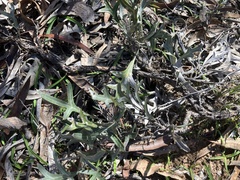 Grevillea ilicifolia (Grevillea ilicifolia)
