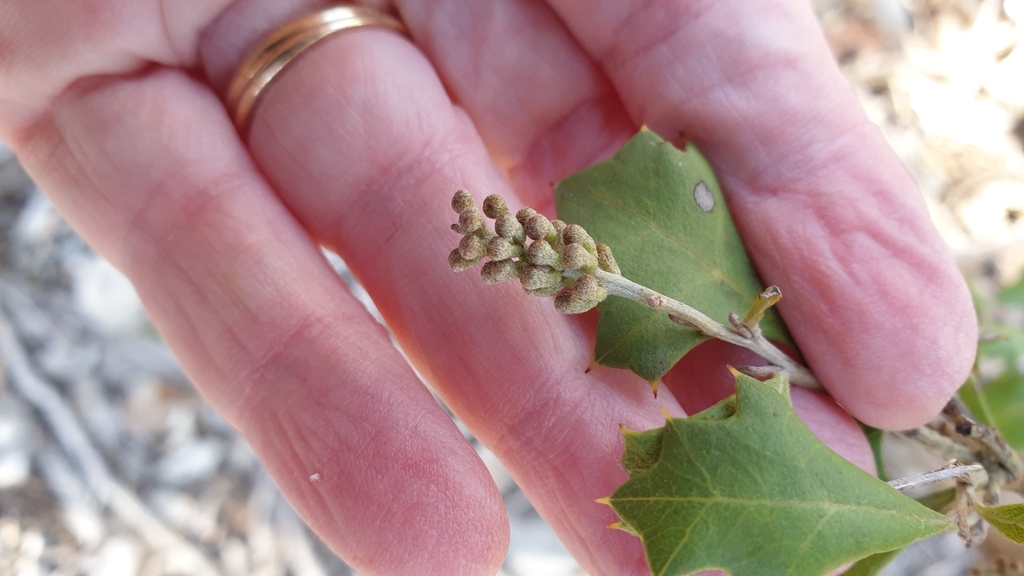 Grevillea ilicifolia (Grevillea ilicifolia)