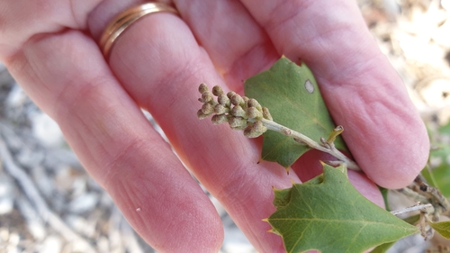 Grevillea ilicifolia (Grevillea ilicifolia)