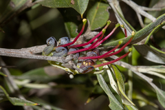 Grevillea ilicifolia (Grevillea ilicifolia)