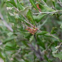 Grevillea ilicifolia (Grevillea ilicifolia)