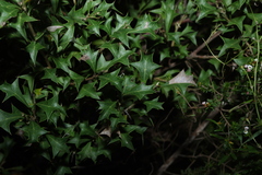 Grevillea ilicifolia (Grevillea ilicifolia)