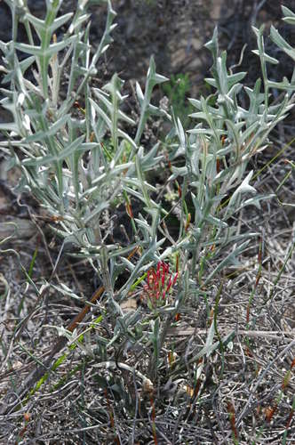 Grevillea ilicifolia (Grevillea ilicifolia)