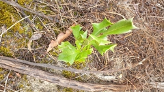 Grevillea ilicifolia (Grevillea ilicifolia)