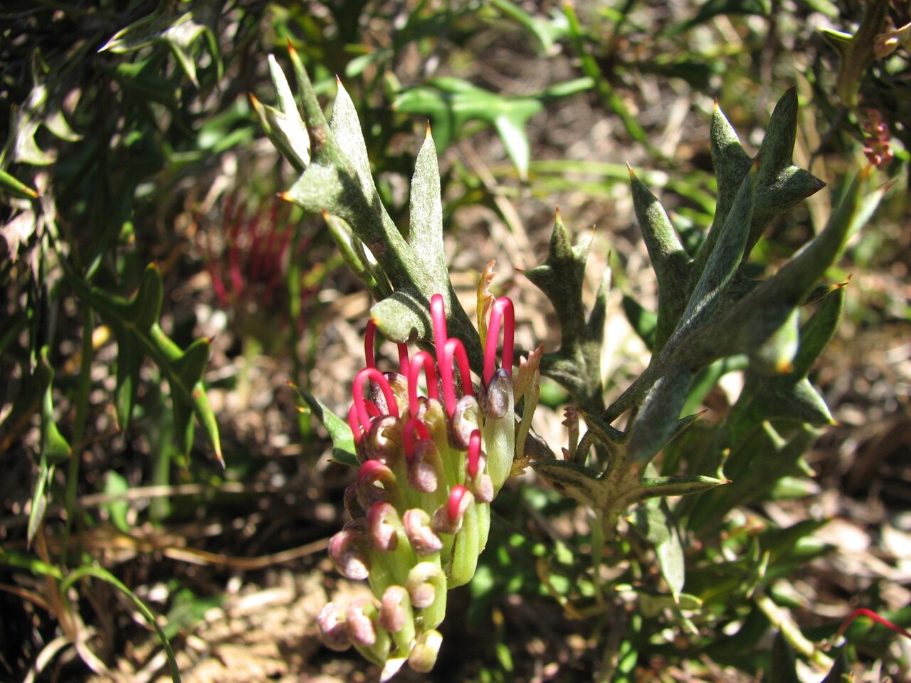 Grevillea ilicifolia: Grevillea ilicifolia var. lobata (cultivated, labelled) Points Reserve, Coleraine, Victoria, Australia