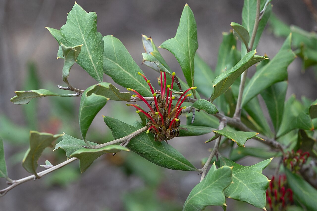 Grevillea ilicifolia: Grevillea ilicifolia in Monarto Woodlands Conservation Park, South Australia