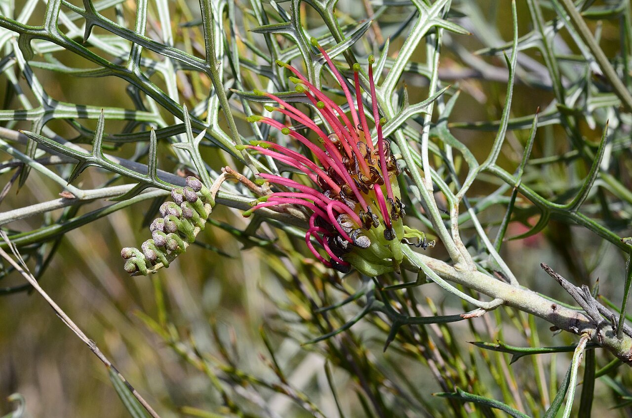 Grevillea ilicifolia: Foliage and inflorescence of Grevillea angustiloba subsp. angustiloba. Image credit: Goods, Graham & Maree Image source: https://vicflora.rbg.vic.gov.au/flora/t