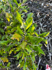 Grevillea ilicifolia (Grevillea ilicifolia)