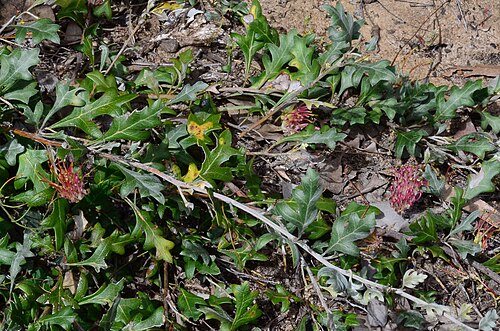 Grevillea ilicifolia: Grevillea ilicifolia subsp. ilicifolia south of Serviceton, western Victoria