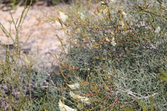 Grevillea intricata (Grevillea intricata)