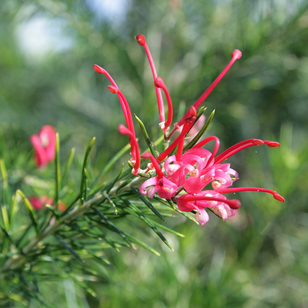Grevillea juniperina: Grevillea juniperina i Bergianska trädgården.