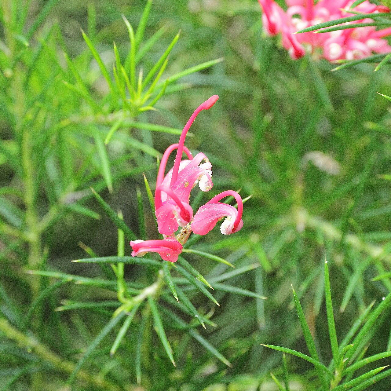 Grevillea juniperina: Grevillea juniperina i Bergianska trädgården .