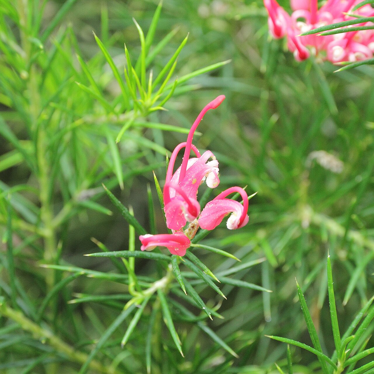 Grevillea juniperina: Grevillea juniperina i Bergianska trädgården .