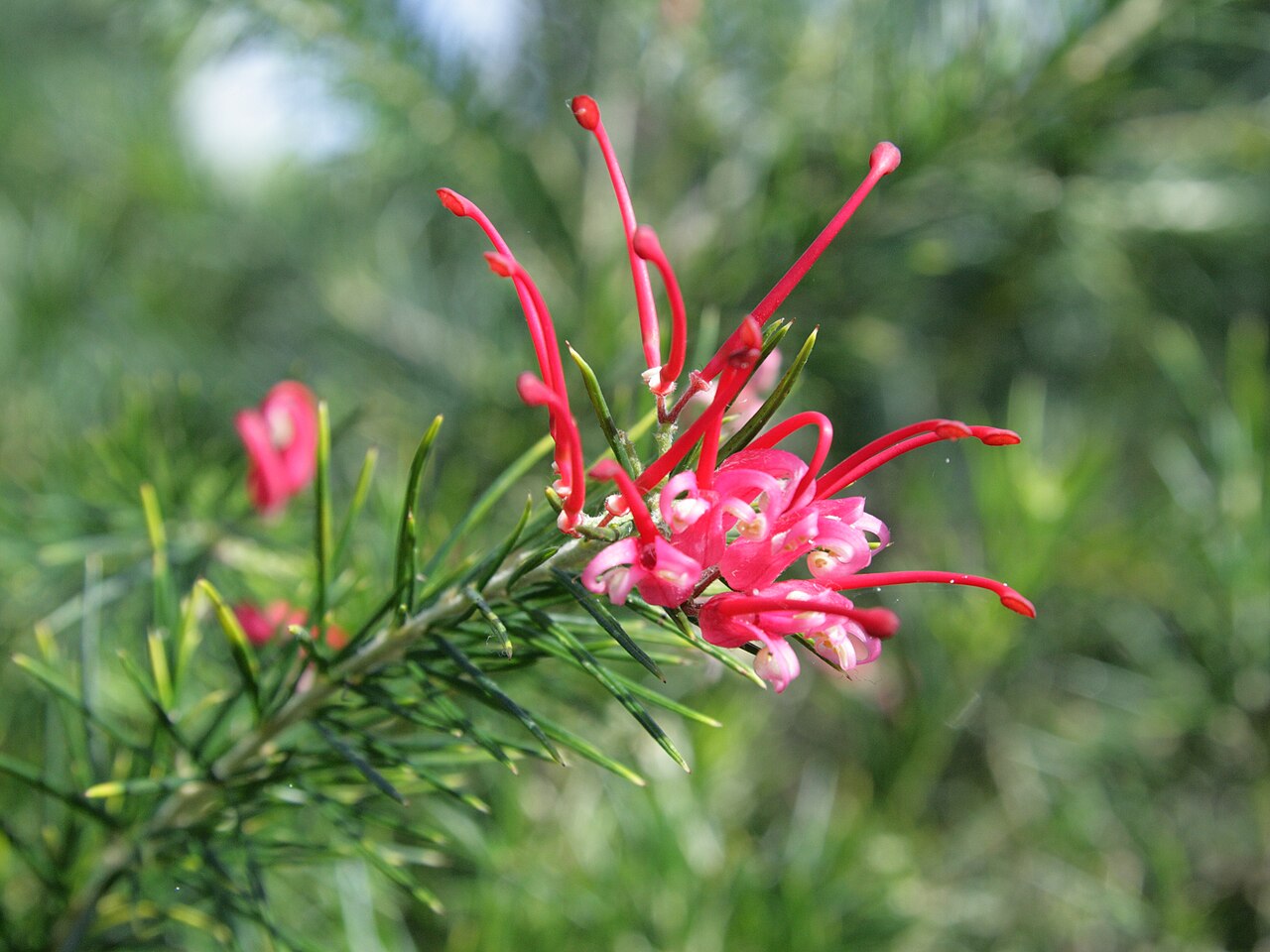 Grevillea juniperina: Grevillea juniperina i Bergianska trädgården.