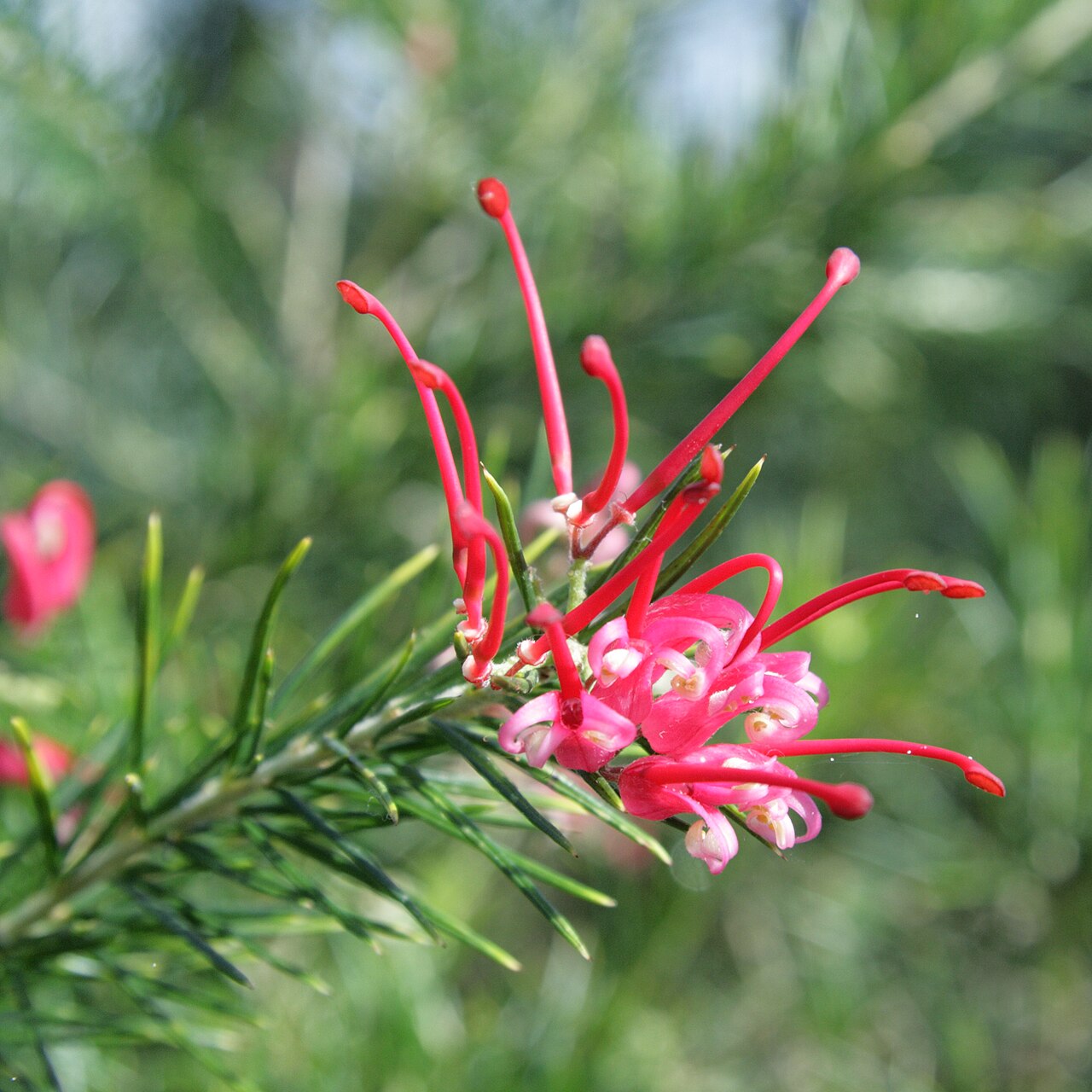 Grevillea juniperina: Grevillea juniperina i Bergianska trädgården.
