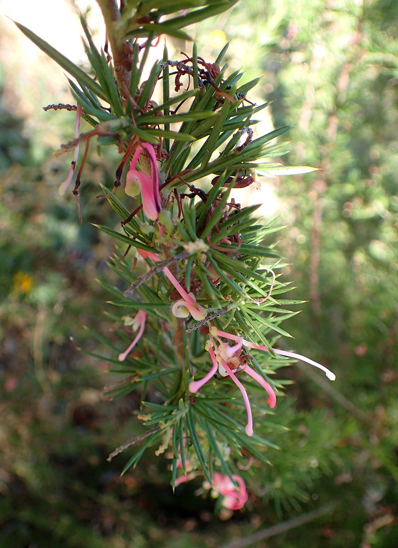 Grevillea juniperina: Grevillea juniperina in Clovis Botanical Garden