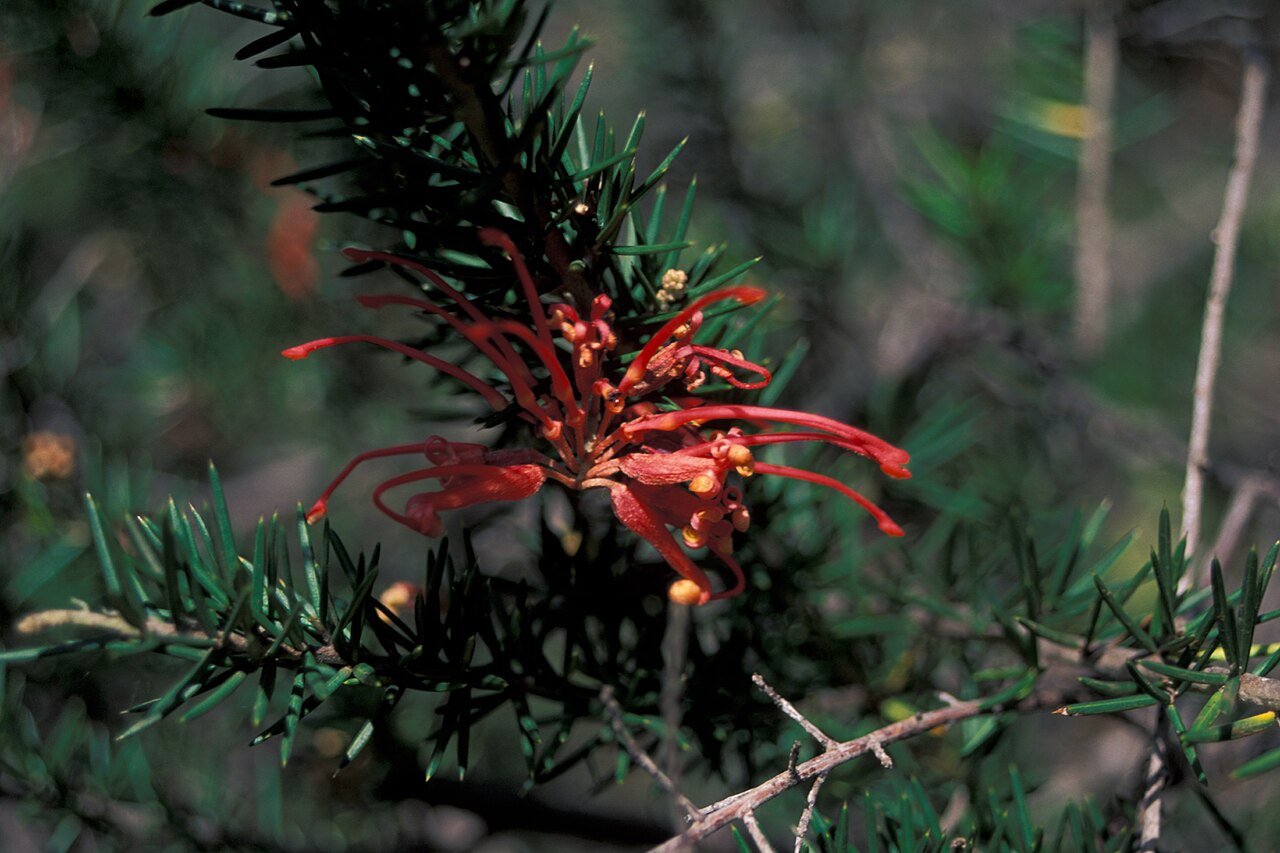 Grevillea juniperina: Grevillea juniperina (leaves and flower). Location: Maui, Kula Experiment Station
