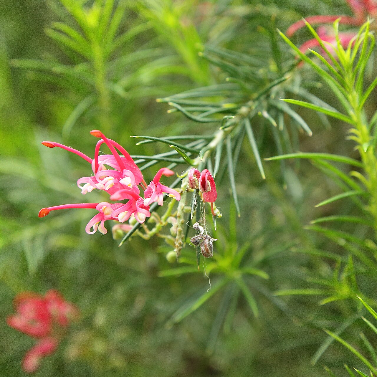Grevillea juniperina: Grevillea juniperina i Bergianska trädgården .