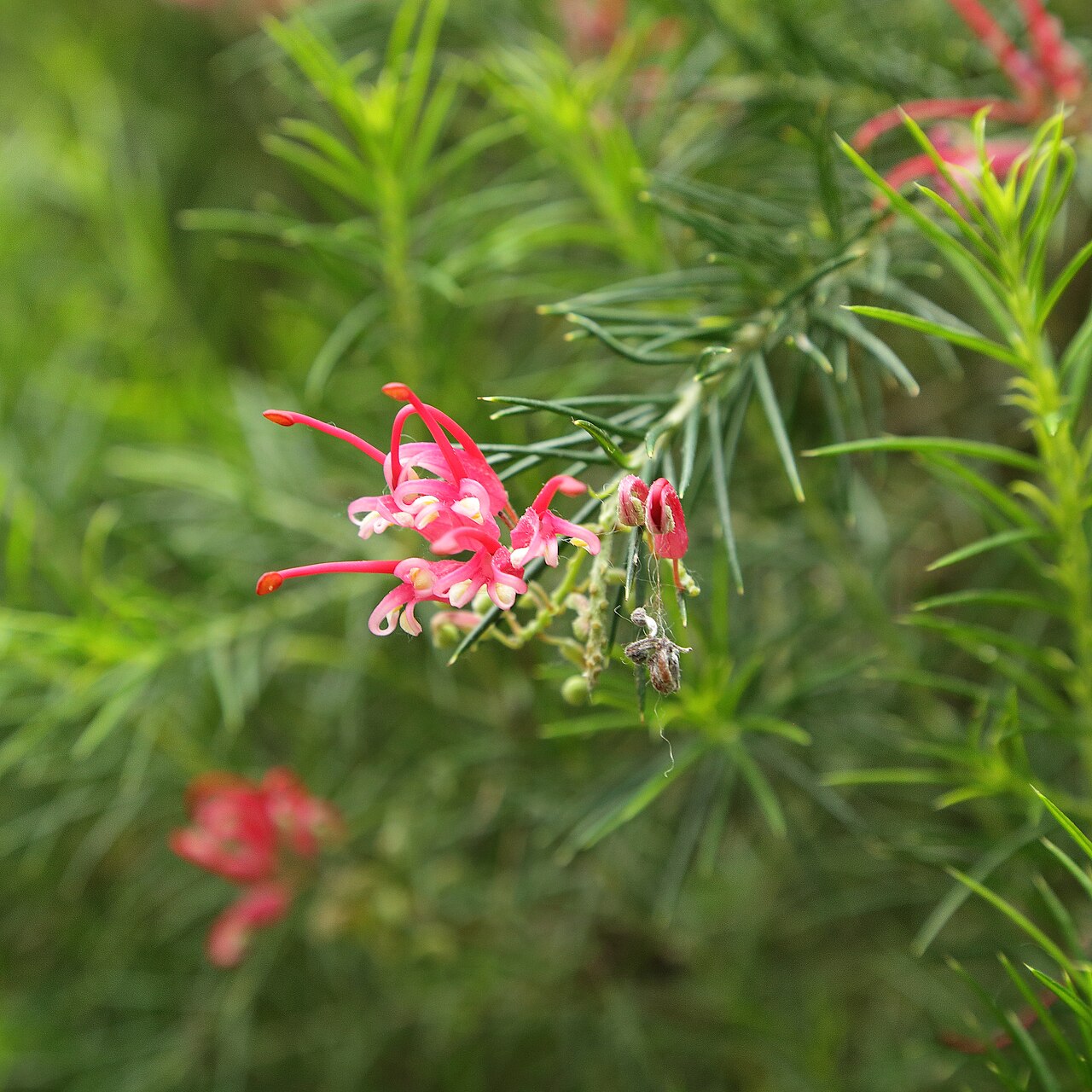 Grevillea juniperina: Grevillea juniperina i Bergianska trädgården .