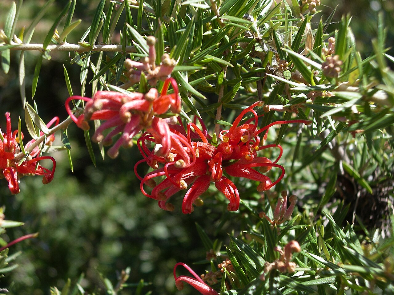 Grevillea juniperina: Grevillea juniperina in the collection at the Australian National Botanic Gardens, Canberra.