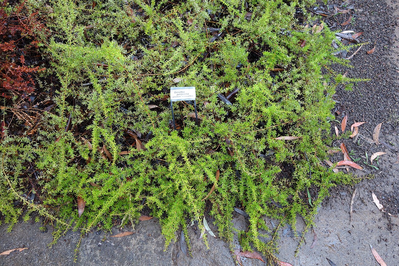 Grevillea juniperina: Botanical specimen in the UC Santa Cruz Arboretum at the University of California, Santa Cruz - 1156 High Street, Santa Cruz, California, USA.