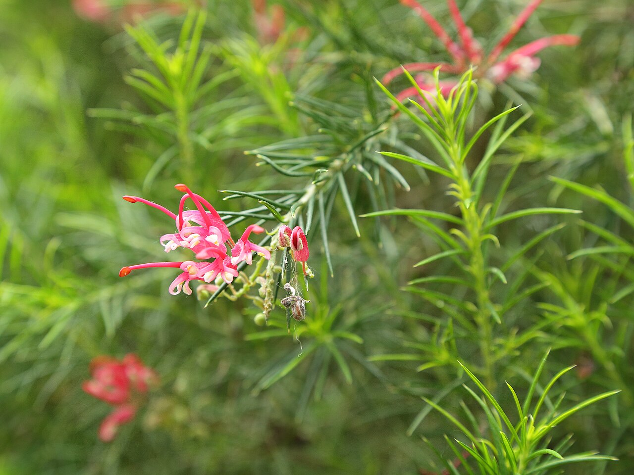 Grevillea juniperina: Grevillea juniperina i Bergianska trädgården .
