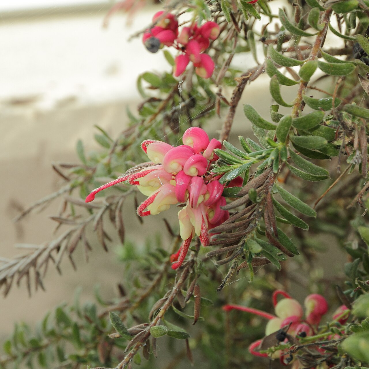 Grevillea lanigera: Grevillea lanigera i Bergianska trädgården .