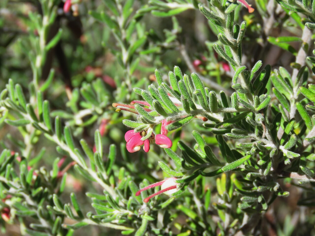 Grevillea lanigera: Grevillea lanigera A.Cunn. ex R.Br., Rendezvous Creek, Namadgi National Park, ACT, 12 October 2017