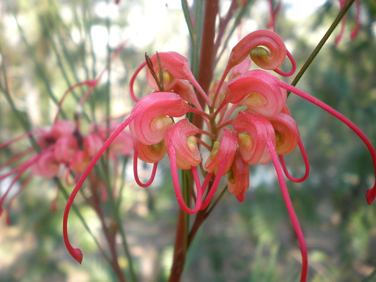 Grevillea lanigera: Jardín Botánico de Barcelona.