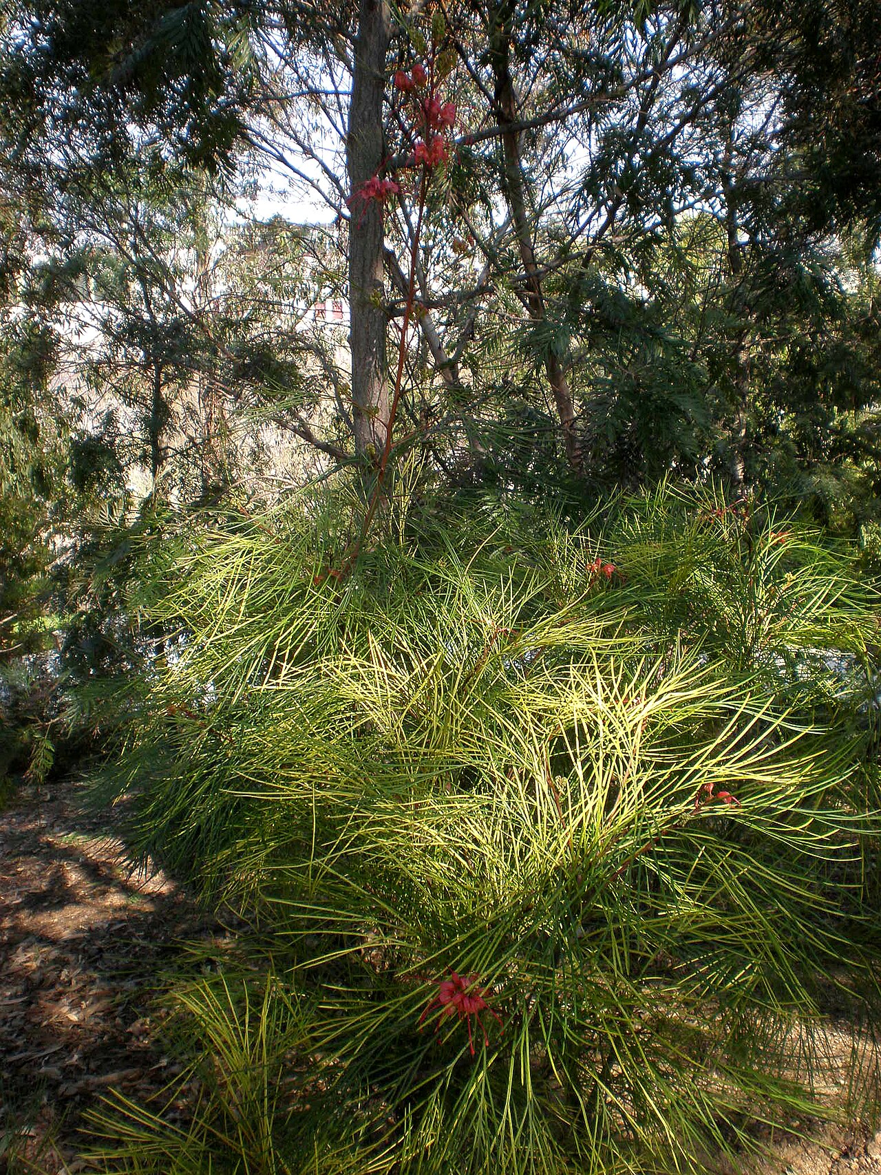 Grevillea lanigera: Jardín Botánico de Barcelona.