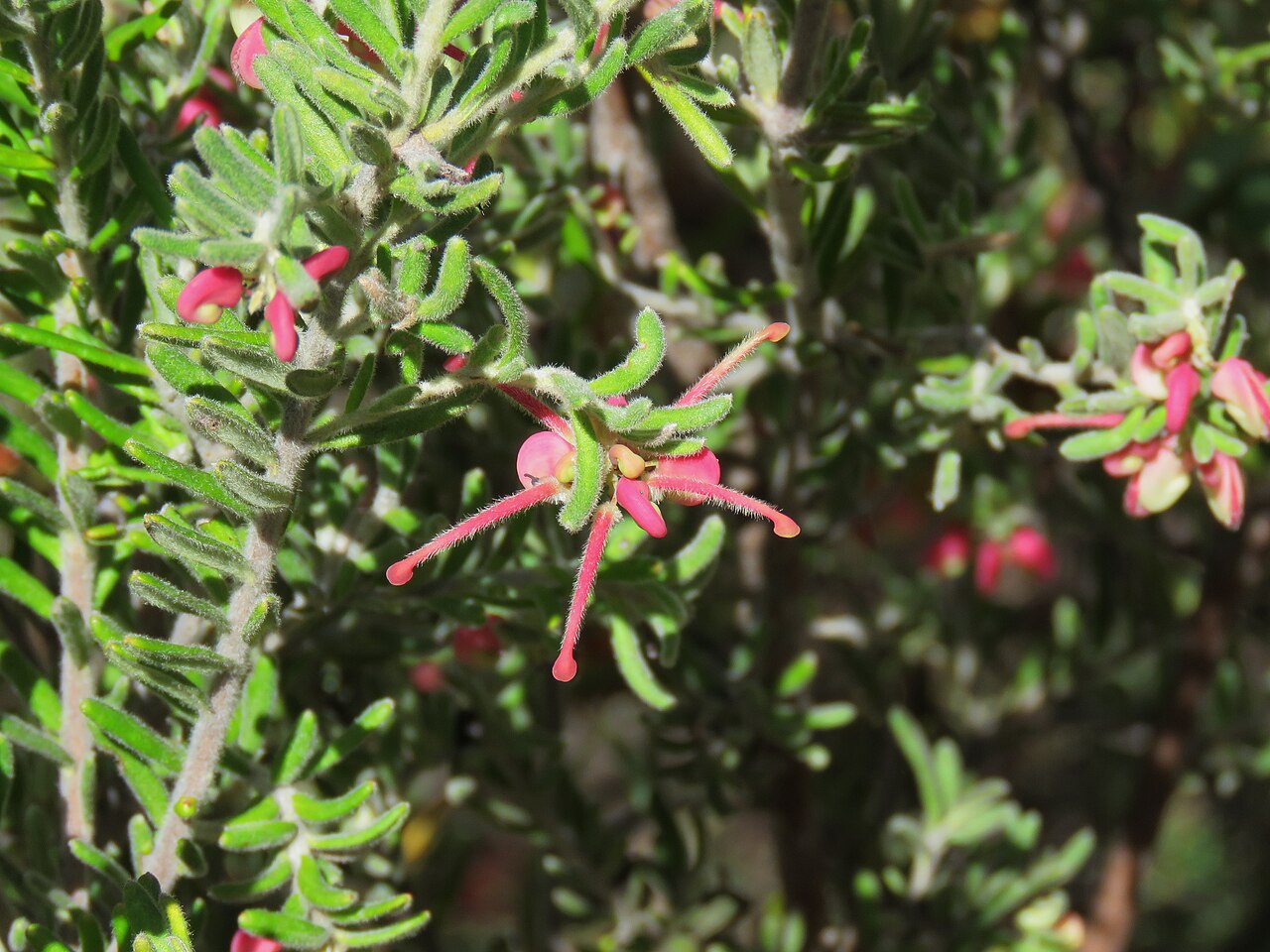 Grevillea lanigera: Grevillea lanigera A.Cunn. ex R.Br., Rendezvous Creek, Namadgi National Park, ACT, 12 October 2017