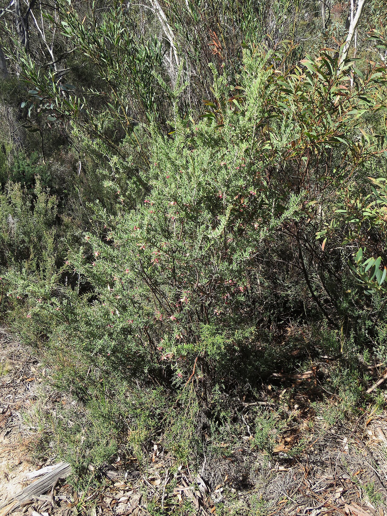 Grevillea lanigera: Grevillea lanigera A.Cunn. ex R.Br., Rendezvous Creek, Namadgi National Park, ACT, 12 October 2017