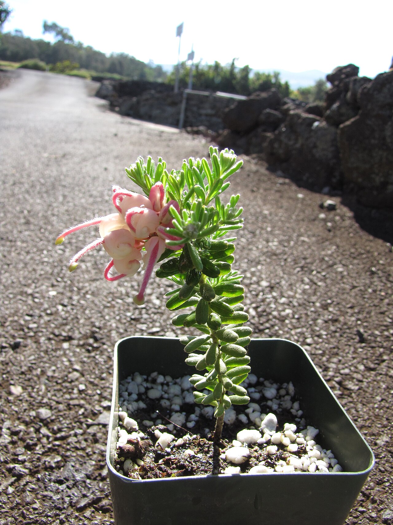 Grevillea lanigera: Grevillea lanigera (Wooly grevillea, spider flower) cv 'Mt Taboritha' flowering plant in pot at Kula Experiment Station, Maui, Hawaii. October 23, 2009 #091023-