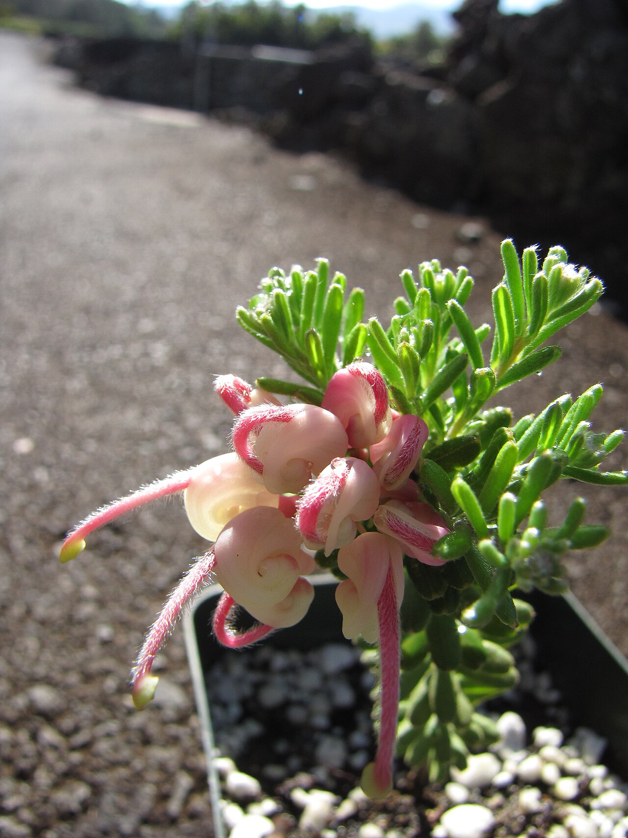 Grevillea lanigera: Grevillea lanigera (Wooly grevillea, spider flower) cv 'Mt Taboritha' flowering plant in pot at Kula Experiment Station, Maui, Hawaii. October 23, 2009 #091023-