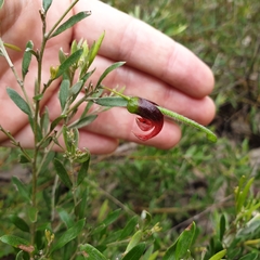 Grevillea montana (Grevillea montana)