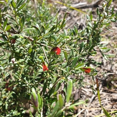 Grevillea montana (Grevillea montana)