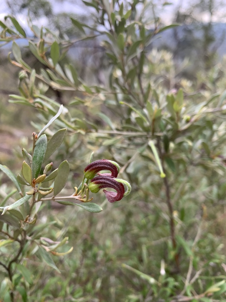 Grevillea montana (Grevillea montana)