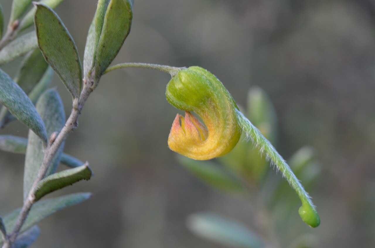 Grevillea montana: Grevillea montana on Warkworth Sands