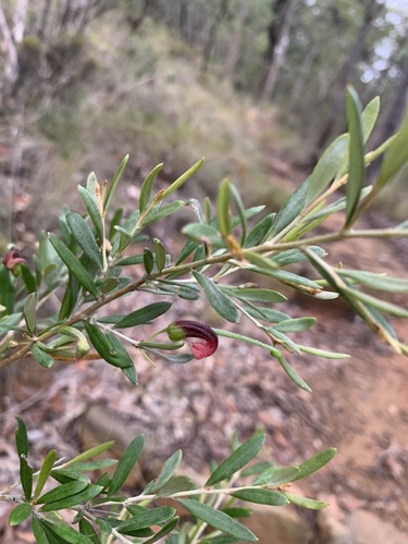 Grevillea montana (Grevillea montana)