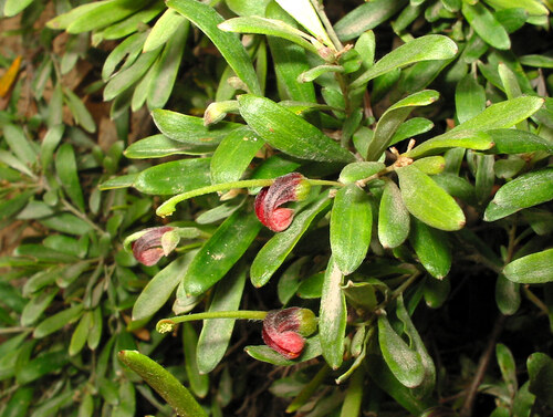 Grevillea montana (Grevillea montana)