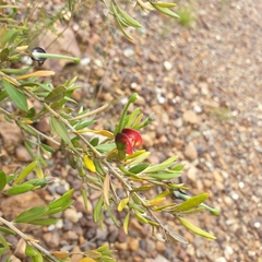 Grevillea montana (Grevillea montana)