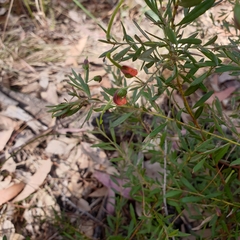 Grevillea montana (Grevillea montana)