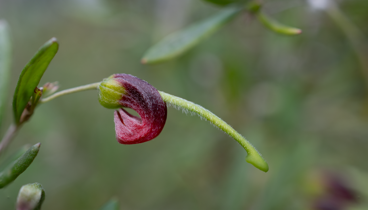 Grevillea montana: A single Grevillea montana flower at the Illawarra Grevillea Park
