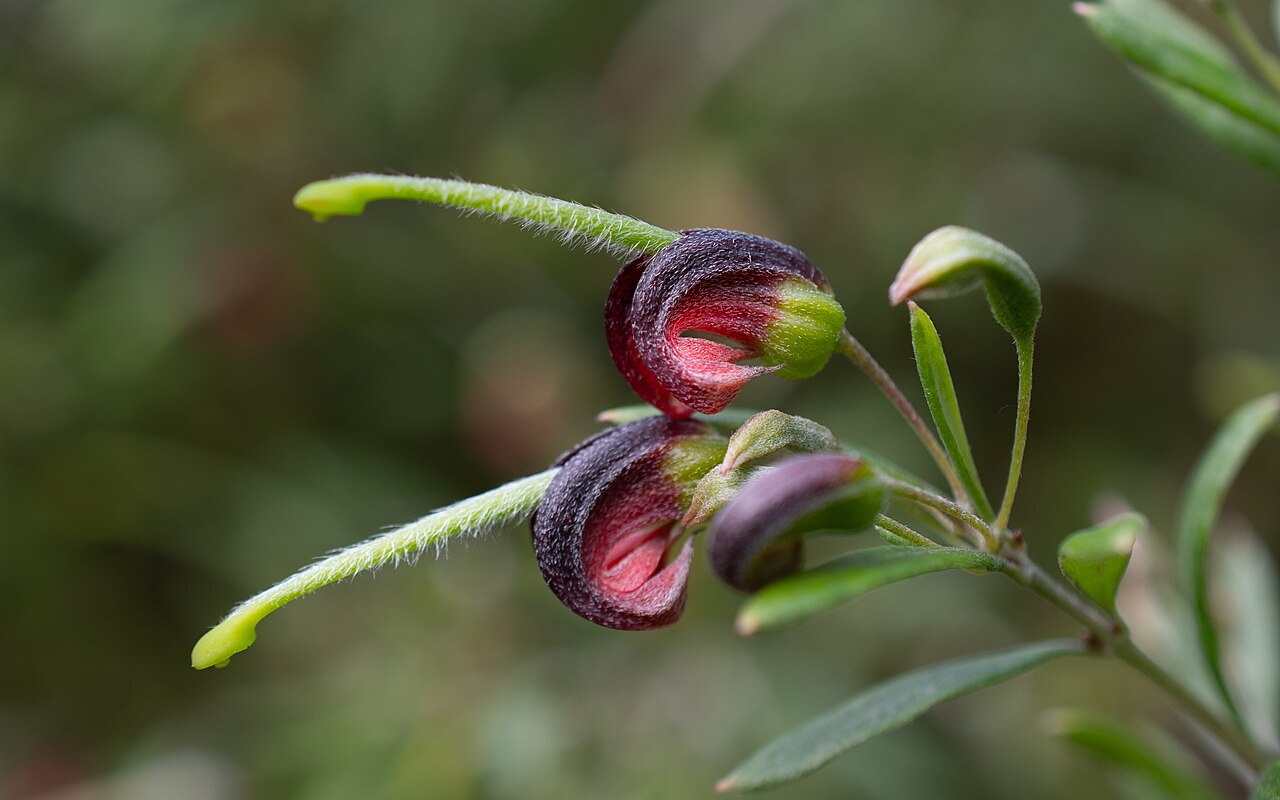Grevillea montana: A pair of fully-developed Grevillea montana flowers at the Illawarra Grevillea Park