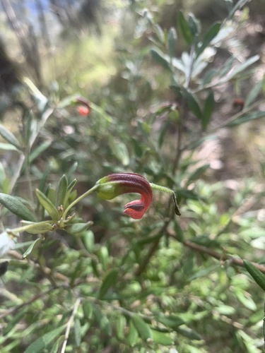 Grevillea montana (Grevillea montana)