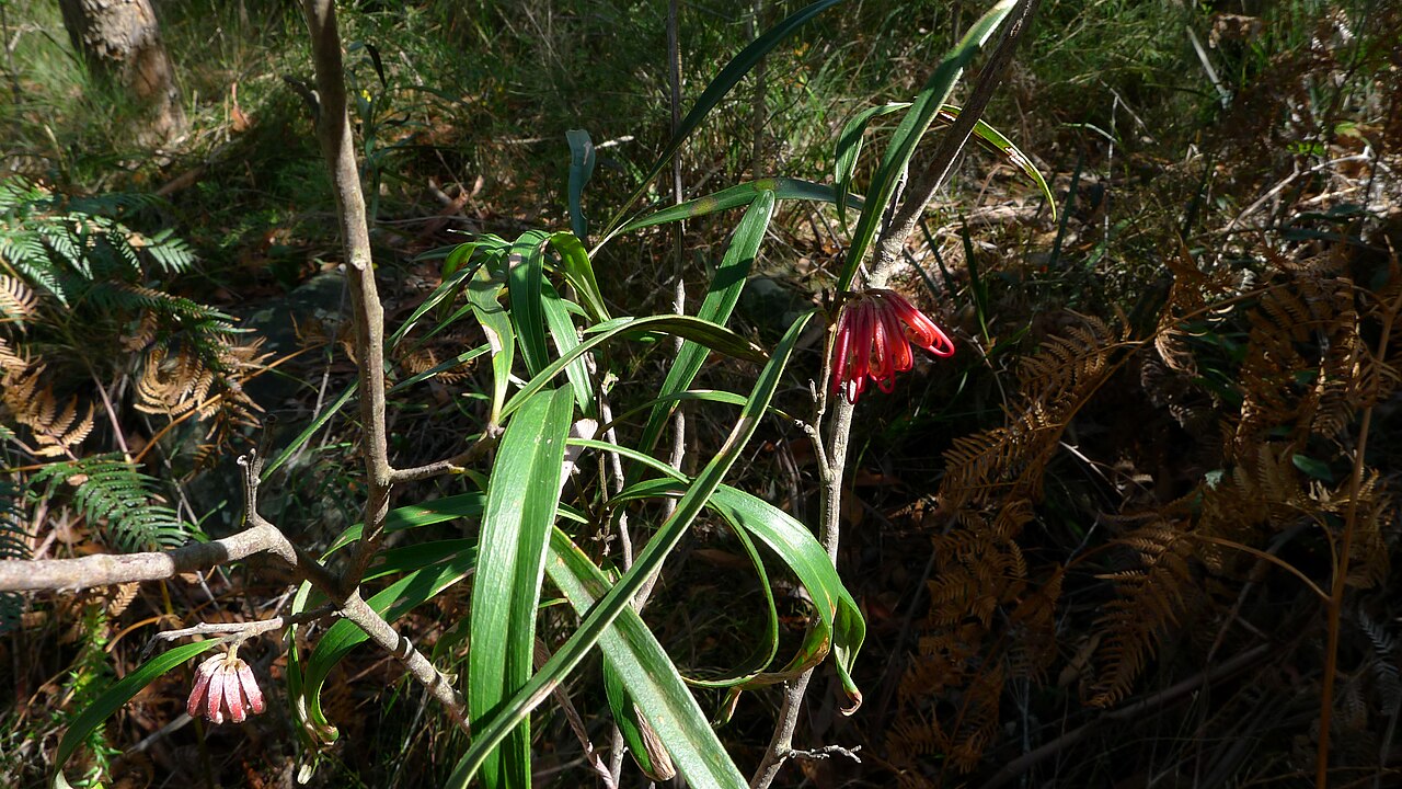Grevillea oleoides: Long leaves of the Red Spider Flower, Grevillea oleoides . Royal National Park, NSW Australia, August 2011.